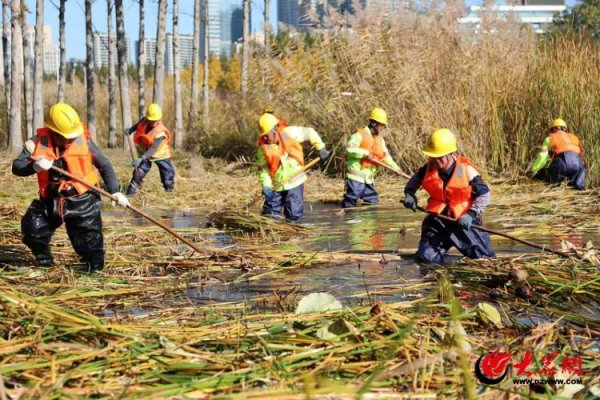 十大配资排行 青岛西海岸公用事业集团市政管理有限公司：中轴线人工湖芦苇管理实现水体保护与生物栖息双赢